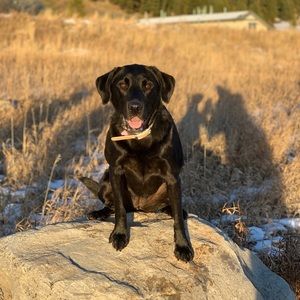 Meet your Posher, Pam